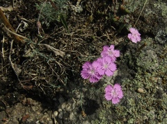 Dianthus hypanicus