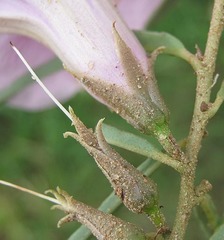 Ipomoea bolusiana