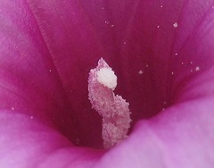 Ipomoea bolusiana