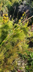 Thamnochortus cinereus
