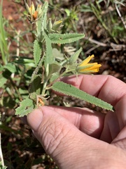 Melhania oblongifolia