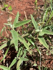 Melhania oblongifolia
