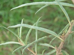Ipomoea bolusiana