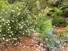 Pimelea ferruginea