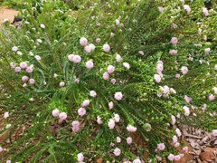 Pimelea ferruginea