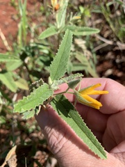 Melhania oblongifolia