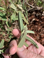 Melhania oblongifolia