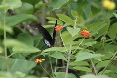 Papilio rumanzovia