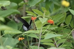 Papilio rumanzovia