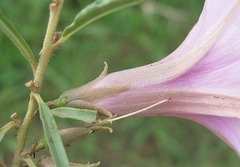 Ipomoea bolusiana