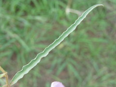Ipomoea bolusiana