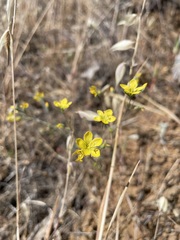 Hesperolinon breweri