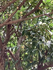 Glochidion zeylanicum