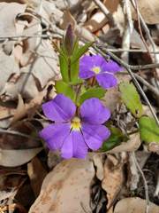Scaevola calliptera