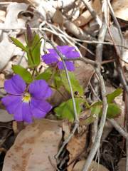 Scaevola calliptera