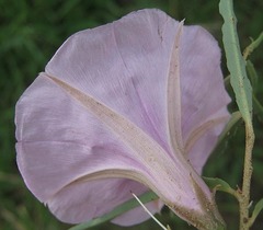 Ipomoea bolusiana