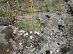 Dianthus hypanicus