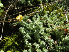 Sedum borissovae