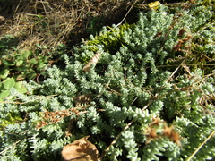 Sedum borissovae