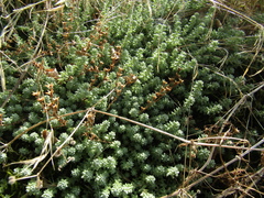Sedum borissovae
