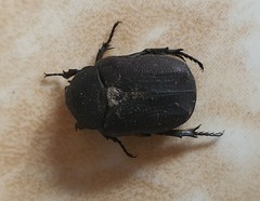 Protaetia morio