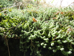 Sedum borissovae