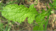 Salvia runcinata
