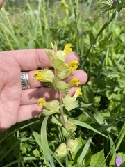 Rhinanthus glacialis