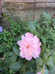 Paeonia lactiflora