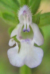 Salvia runcinata