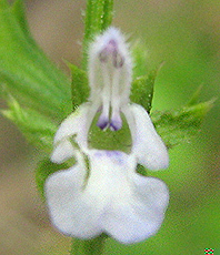 Salvia runcinata