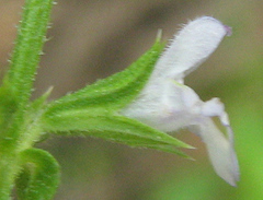 Salvia runcinata