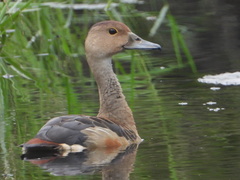 Dendrocygna javanica