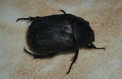 Protaetia morio