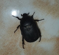 Protaetia morio
