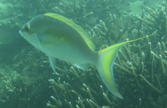 Scolopsis monogramma