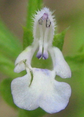 Salvia runcinata