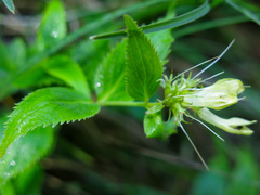 Paederota lutea