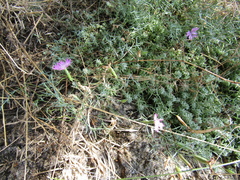 Dianthus hypanicus