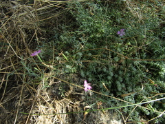 Dianthus hypanicus