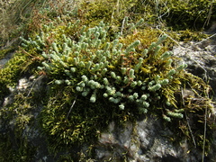 Sedum borissovae