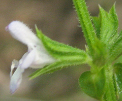 Salvia runcinata