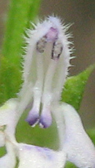 Salvia runcinata