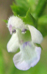Salvia runcinata