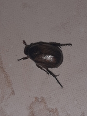 Anomala dubia