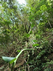 Monsteroideae