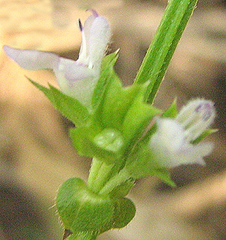 Salvia runcinata
