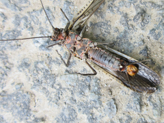 Pteronarcys sachalina