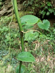 Monsteroideae