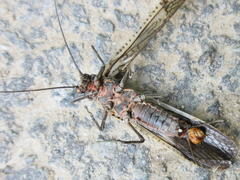 Pteronarcys sachalina